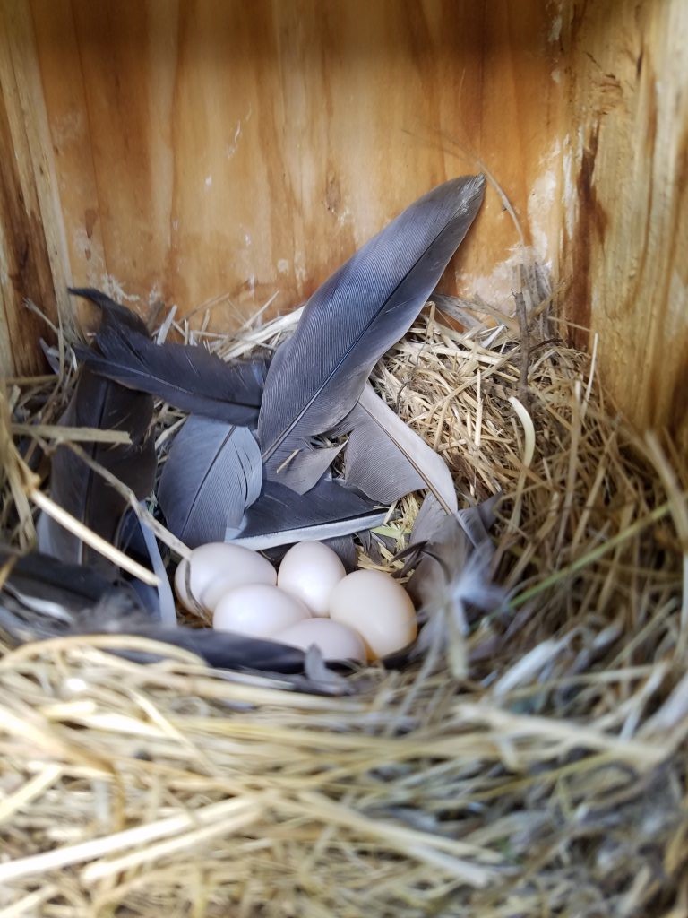 Cuatro huevos blancos en un nido hecho de pasto y acolchado con plumas, todo dentro de una caja nido.