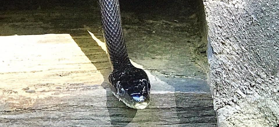 The face of a gray ratsnake peeks out from under a wooden structure.
