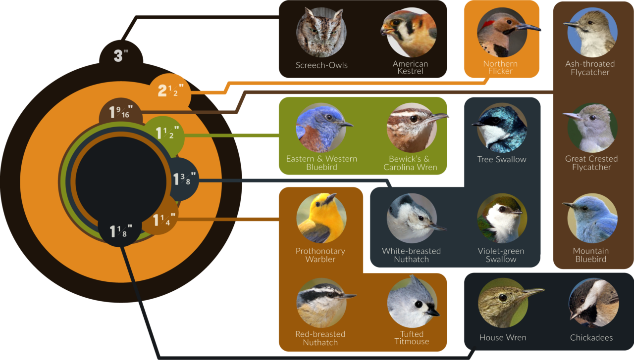 infographic for the right hole size of a nest box for the right bird