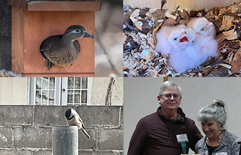 four images: the top left is a female wood duck perched in the entrance hole of a nest box, the top riht is two fuzzy why kestrel chicks sitting in wood shavings inside a nest box, the bottom left is a chickadee perched on top of a vertical pipe looking in, and the bottom right is of two people - one is handing a plaque to the other.