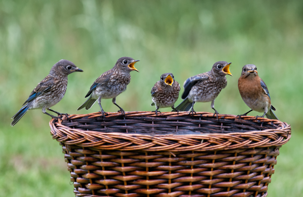 several fledglings perched on the edge of a basket with their beaks open, begging for food from the adult, which is perched on the far right of the basket and staring at the camera.