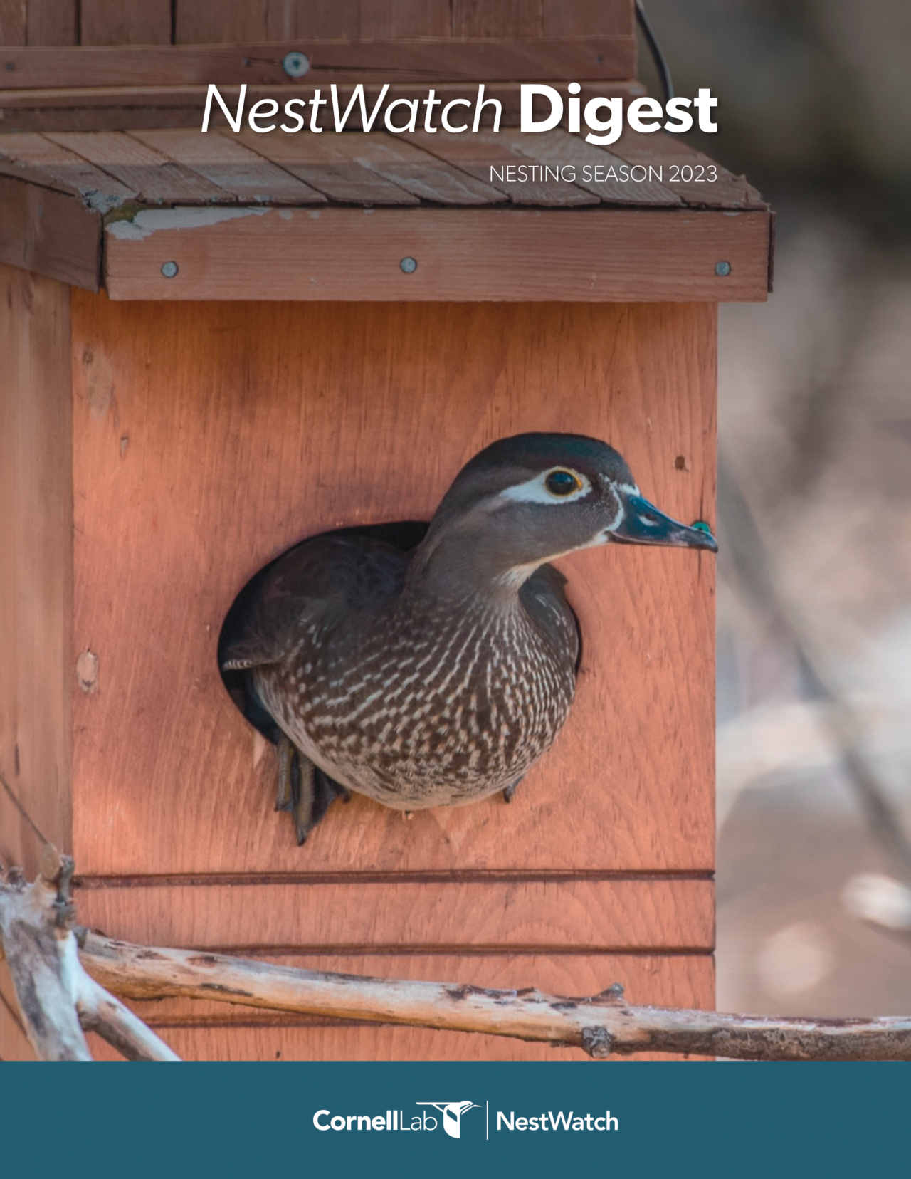 the cover of the nestwatch digest, featuring a wood duck perched in the entrance of a nest box.