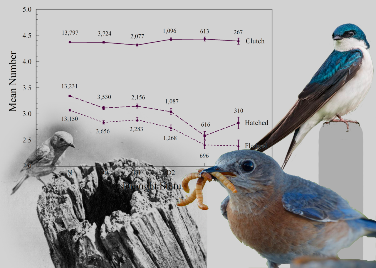 a graph with bird icons surrounding it