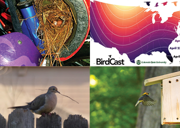 four images: the top left shows a Carolina Wren nest built in a helmet, the top right shows a heatmap of the contiguous United States and the word BirdCast, the bottom left is a Mourning Dove perched on a fence with a stick in its beak, and the bottom right shows a Prothonotary Warbler about to land in the entrance hole of a wooden nest box with some food in its beak.