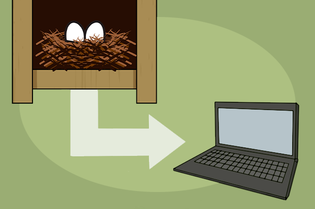 a graphic showing a nest inside a nest box and an arrow pointing from the nest towards a laptop computer.