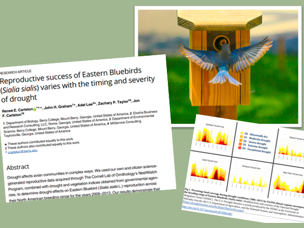 A collage of three images: one is the start of a research article, one is a figure containing several graphs from that article, and one is a picture of a bluebird flying up to the entrance of a nest box. The research paper is on reproductive success of Eastern Bluebirds as it relates to drought.