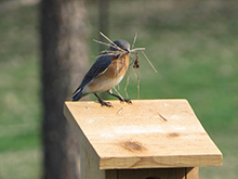 A female Eastern Bluebird carries nesting material while perched atop a wooden nest box.