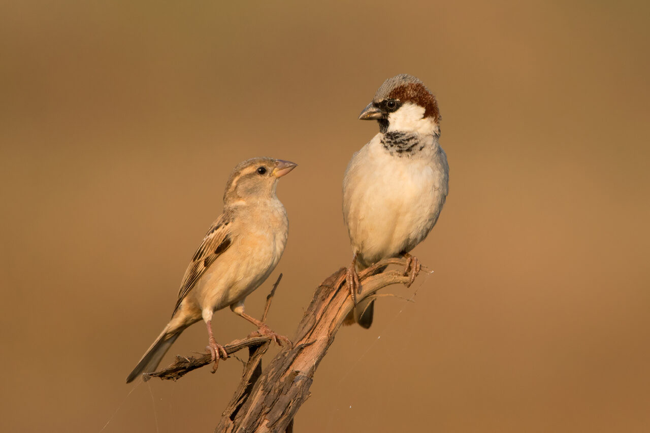 Female (left) and Male (right) House Sparrows