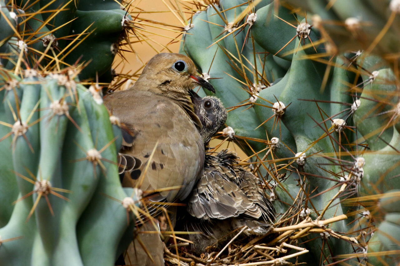 Nido de Huilota Com&uacute;n