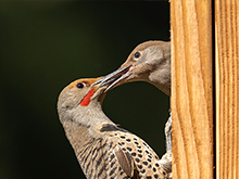 The side view of an adult flicker perched at the entrance of a nest box feeding a nestling, whose head is sticking out of the entrance.