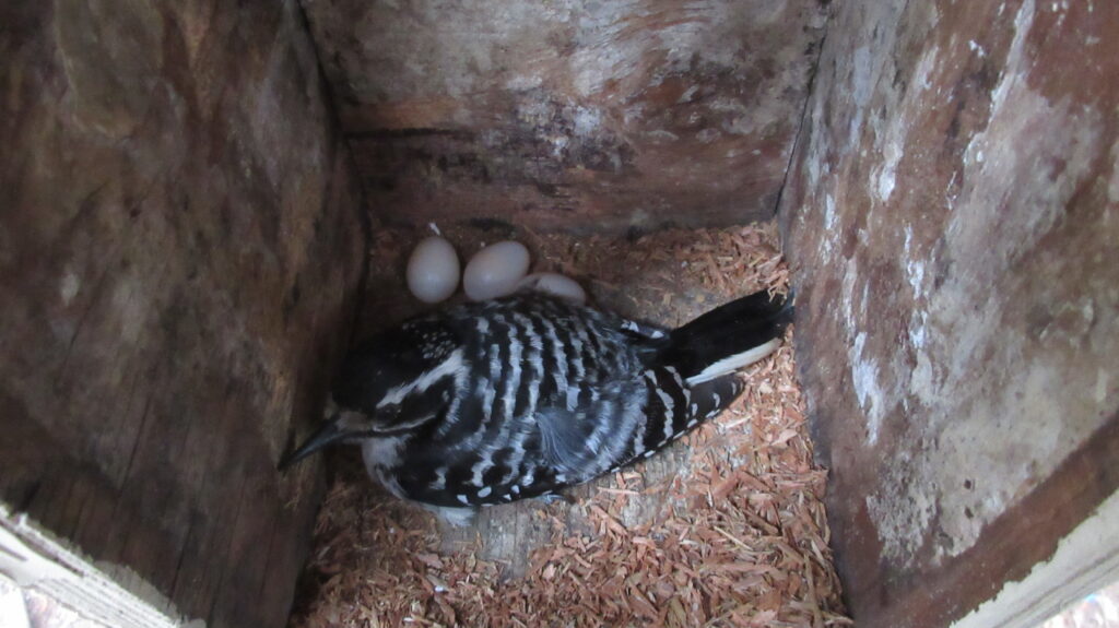 Not The Usual Nest Site