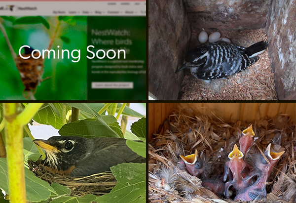 Four images to represent four new stories. Upper Left: a blurred image of a webpage with the words 