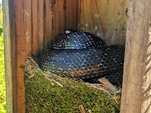 A nest box with its door open, showing a black snake curled up on top of a mossy nest. None of the nest contents are visible.