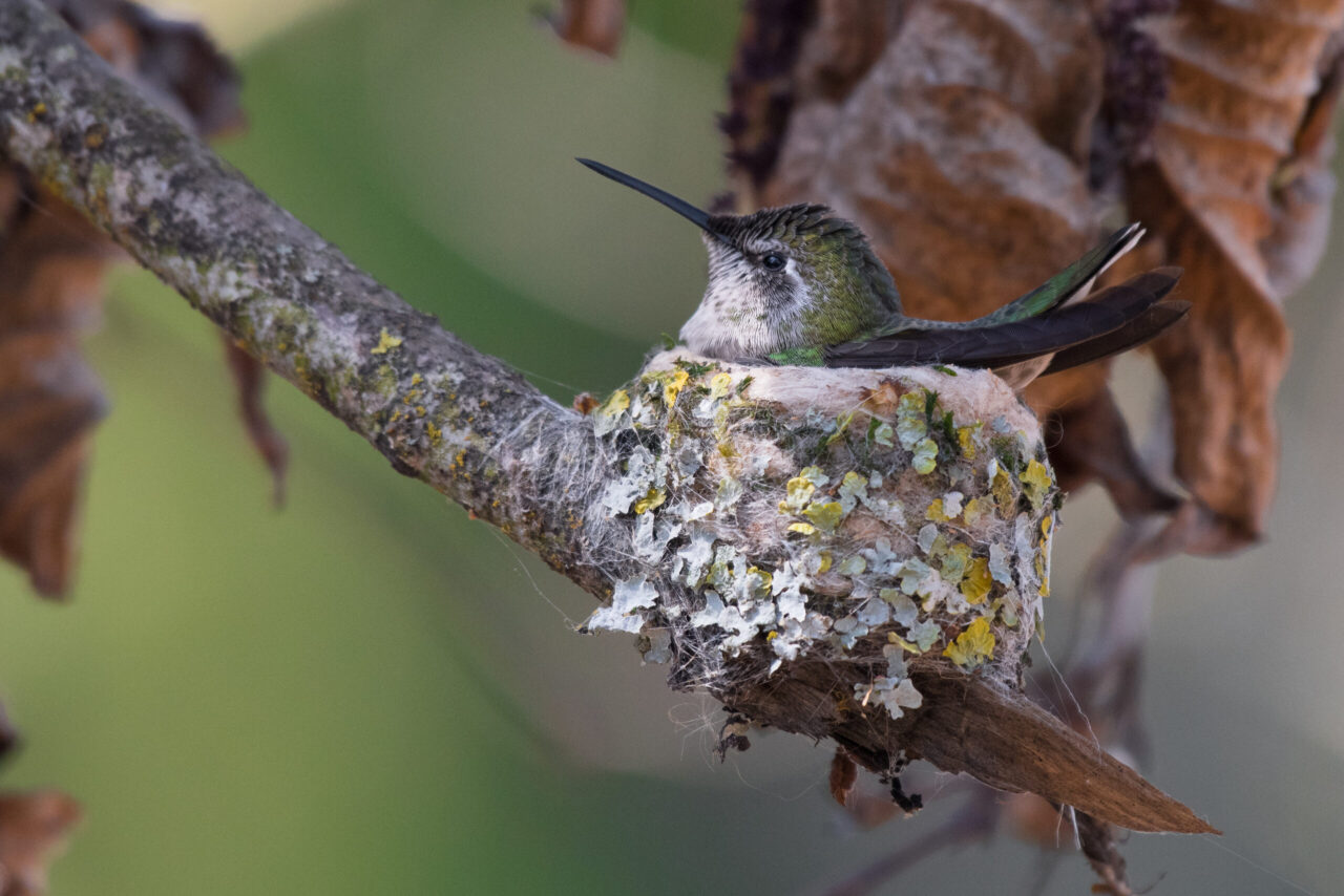 An adult female hummingbird sitting in its lichen-decorated nest, built on a tree branch.