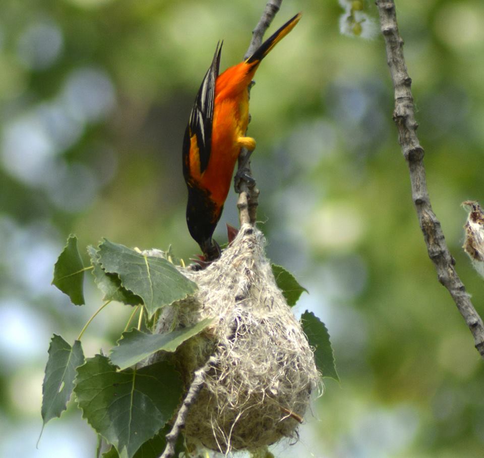 Baltimore Oriole Nest
