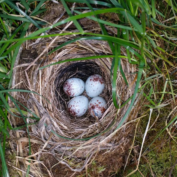 Dark-eyed Junco Nest