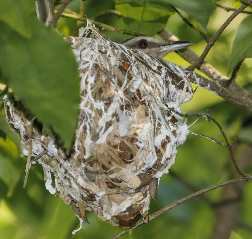 Red-eyed Vireo Nest