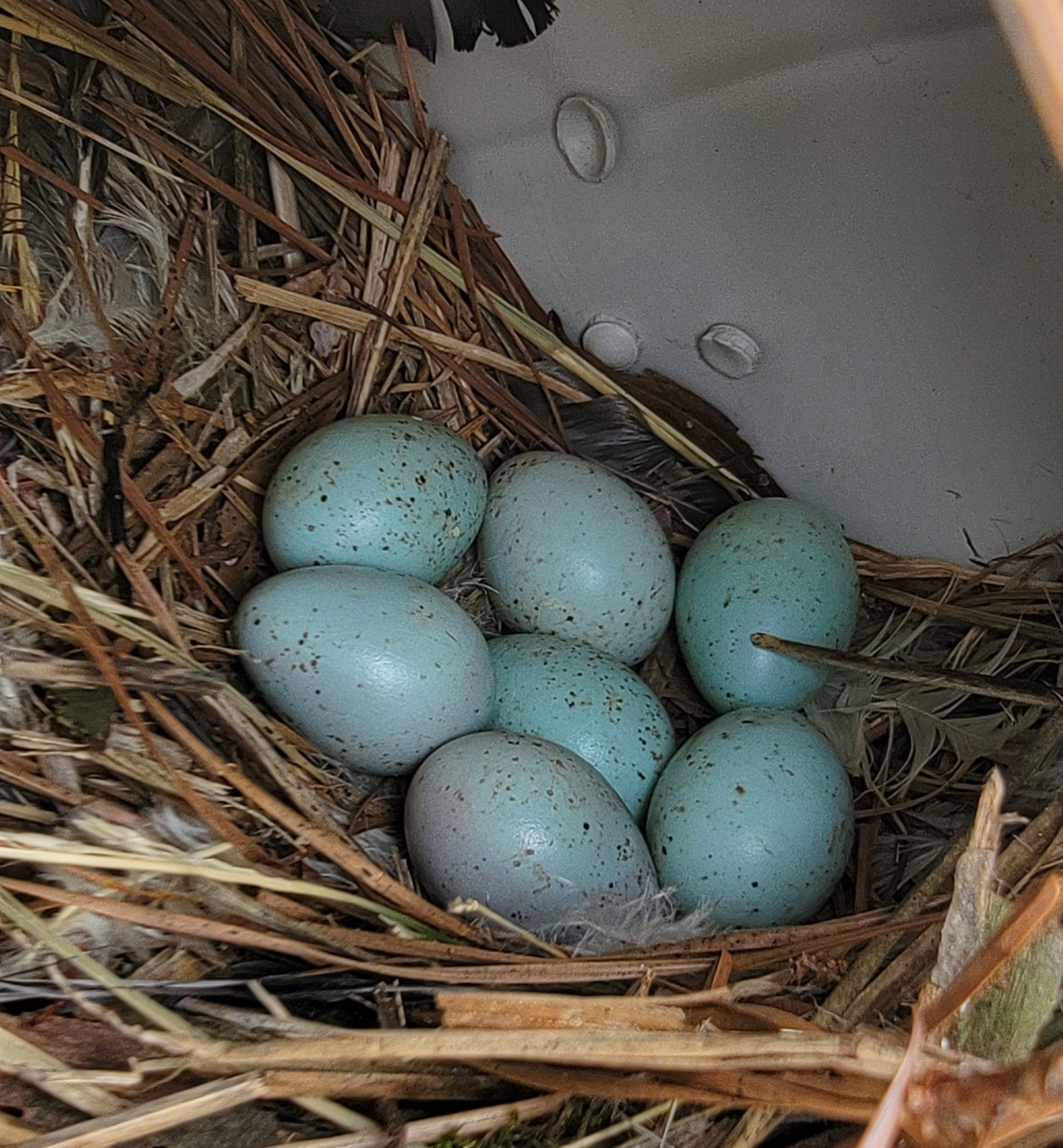 European Starling Nest