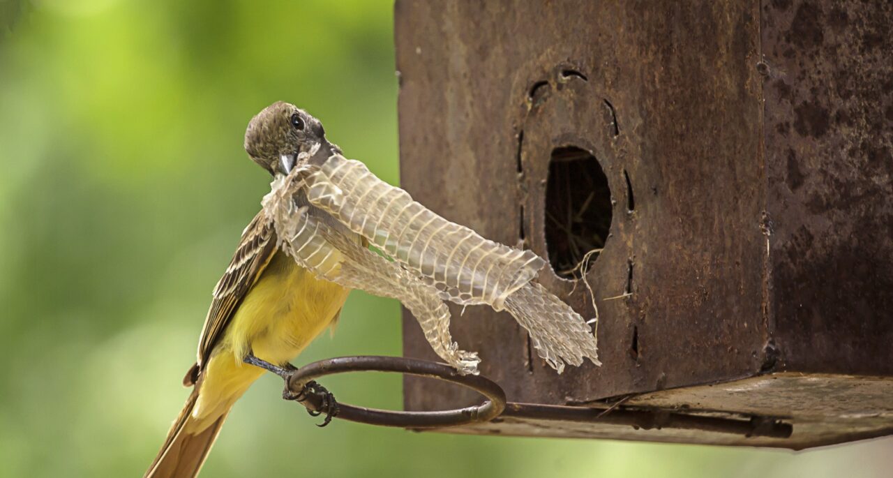 A yellow and gray bird perched at the entrance to a nest box with a piece of snake skin in its beak.