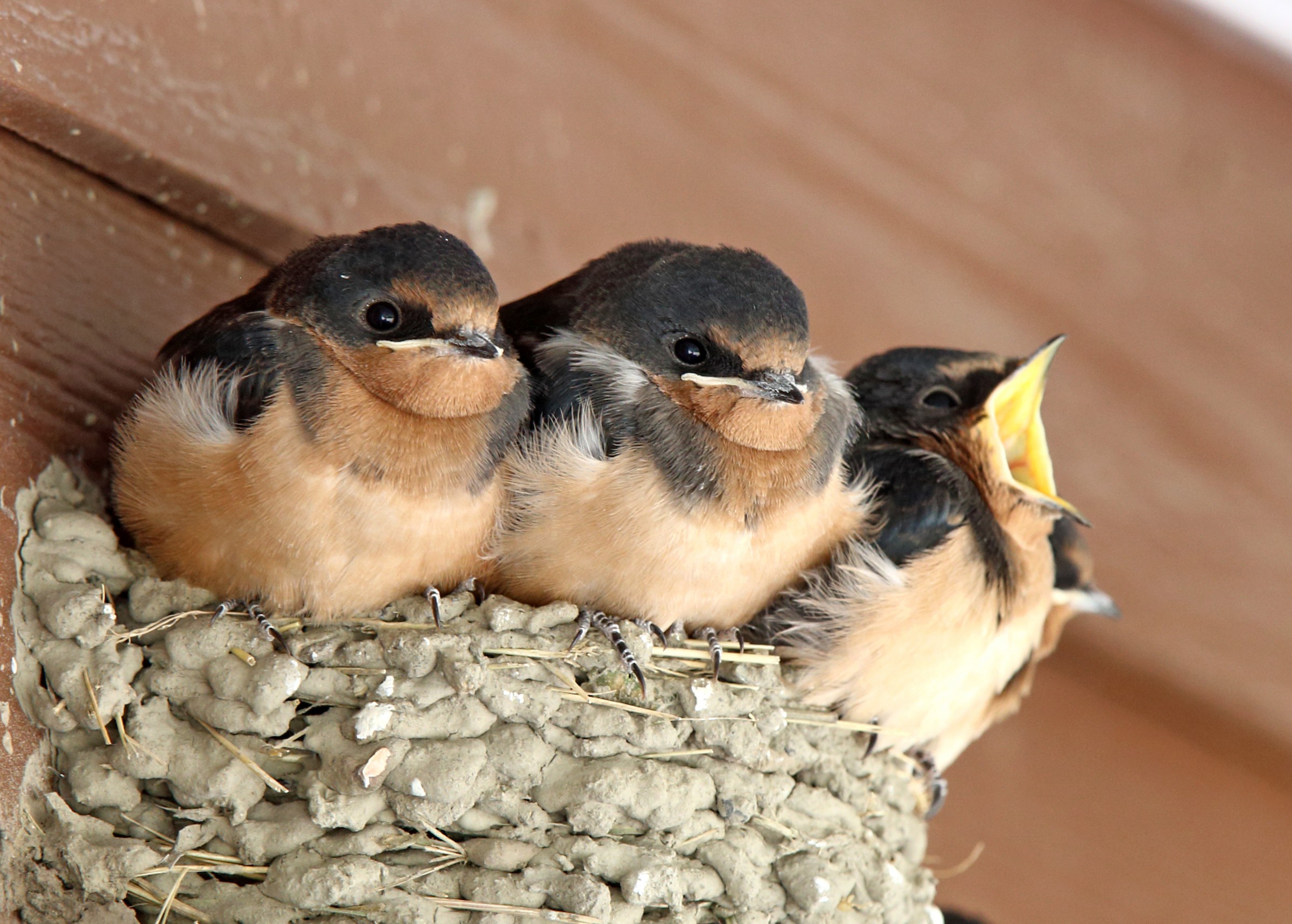 Three Barn Swallows on a nest